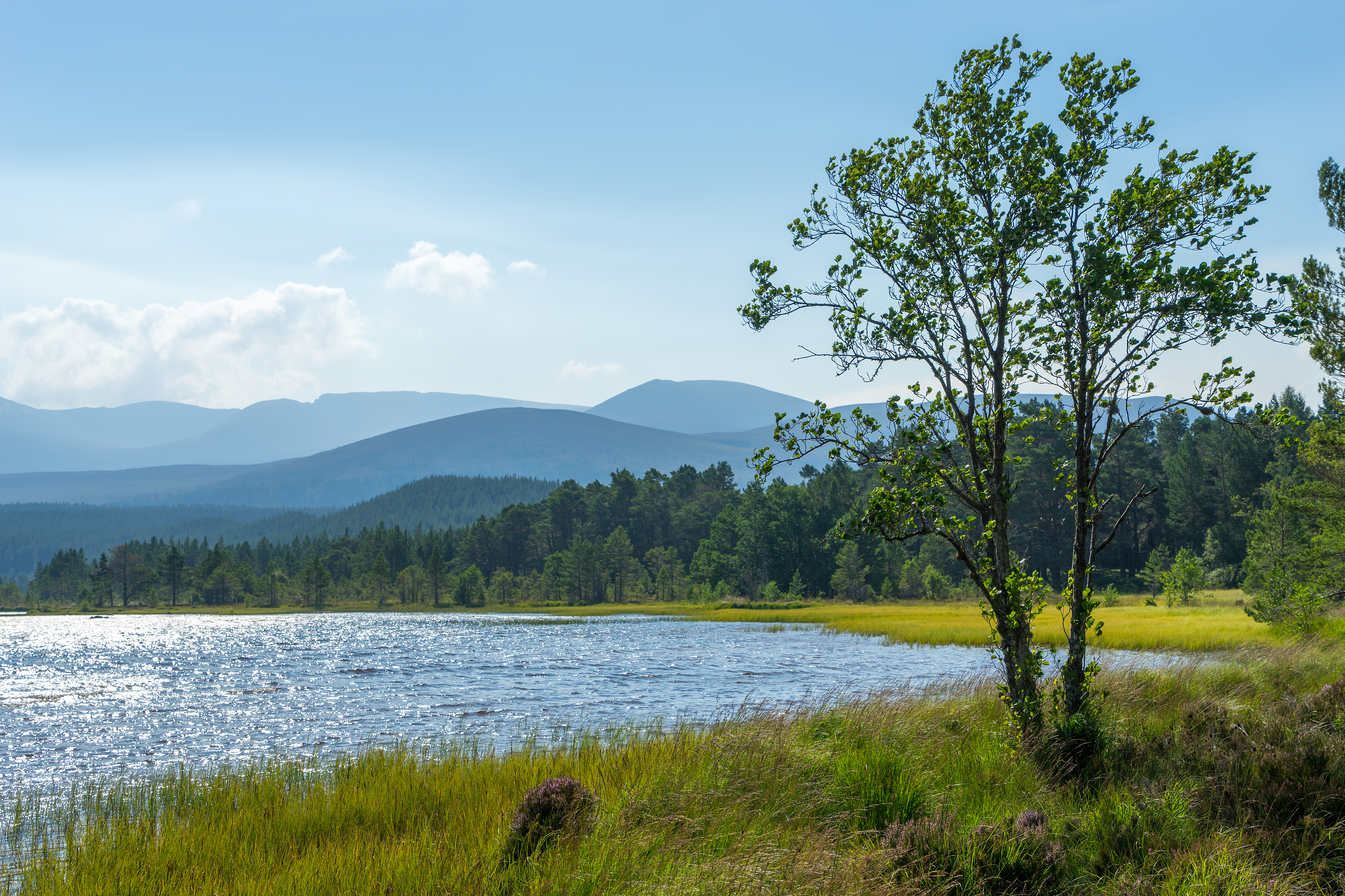 A serene landscape taken at Loch Morlich