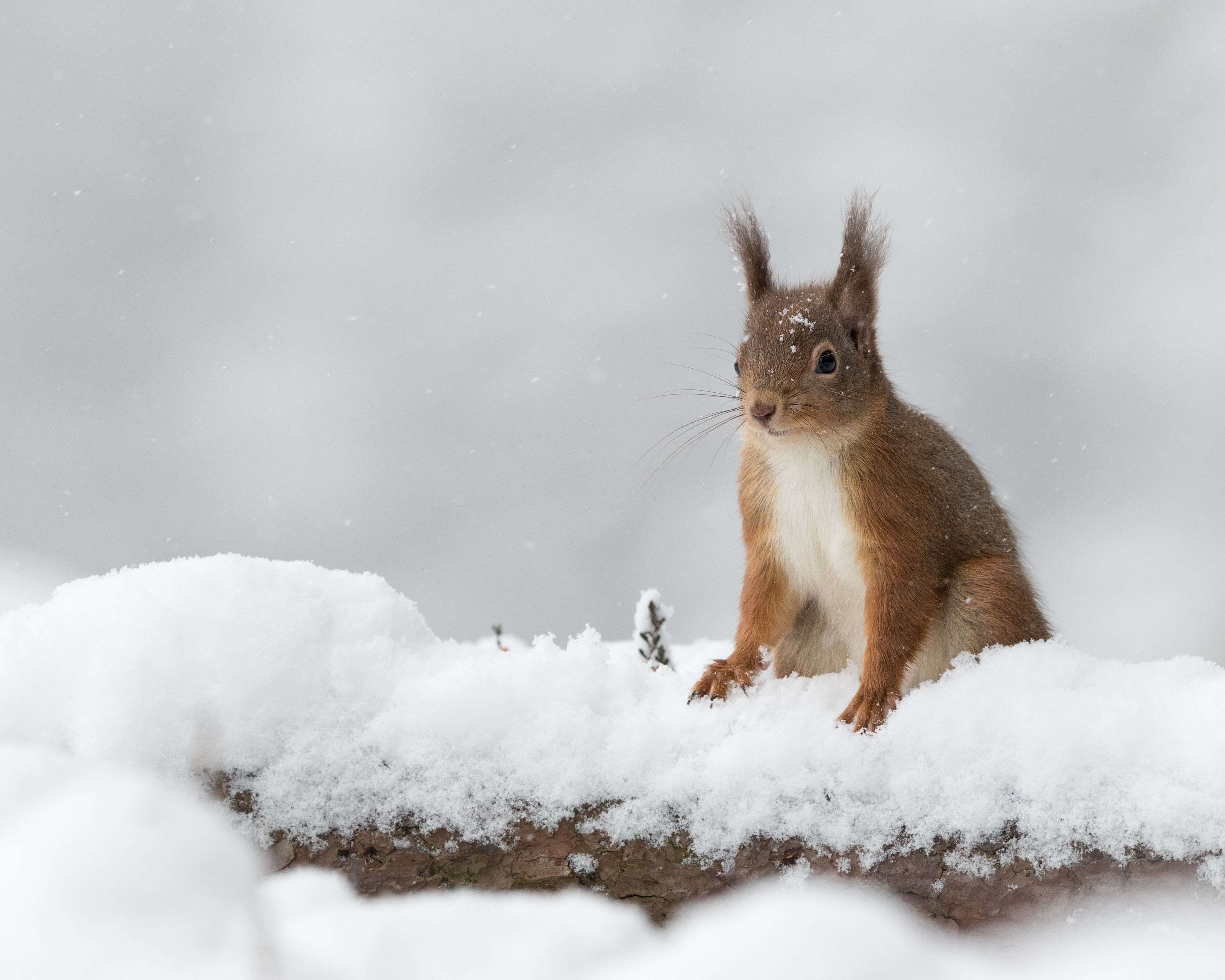 Cosy winter cabin scene